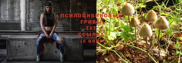 дмт Богданович